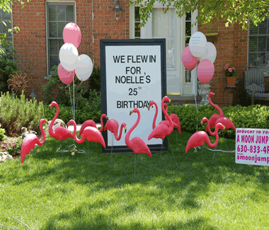 Flamingos for Birthdays Rental