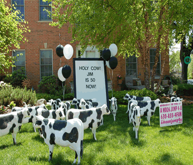Cow Themed Greeting Yard Signs Rental